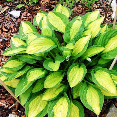 Хоста T-Dawg (Ти-Давг) М Хоста T-Dawg (Ти-Давг) М