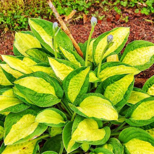 Хоста T-Dawg (Ти-Давг) М Хоста T-Dawg (Ти-Давг) М