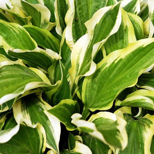 Хоста Ginko Craig (Гинко Скэйг) S Хоста Ginko Craig (Гинко Скэйг) S