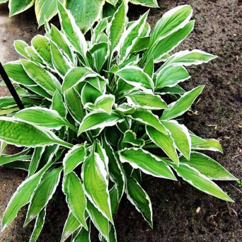 Хоста Ginko Craig (Гинко Скэйг) S Хоста Ginko Craig (Гинко Скэйг) S