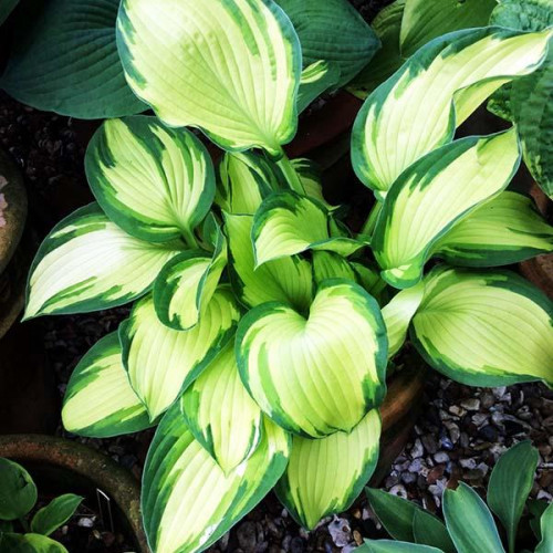 Хоста Royal Golden Jubilee (Роял Голден Юбили) М Хоста Royal Golden Jubilee (Роял Голден Юбили) М