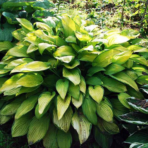 Хоста Royal Golden Jubilee (Роял Голден Юбили) М Хоста Royal Golden Jubilee (Роял Голден Юбили) М