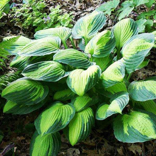 Хоста Captain Kirk (Капитан Кирк) М Хоста Captain Kirk (Капитан Кирк) М