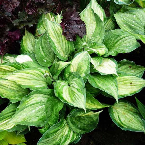 Хоста Ghostmaster (Гостмастер) L Хоста Ghostmaster (Гостмастер) L