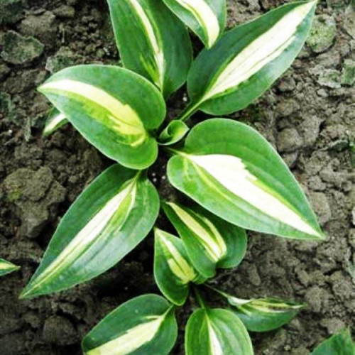 Хоста Chain Lightning (Чайн Лайтнин) М Хоста Chain Lightning (Чайн Лайтнин) М