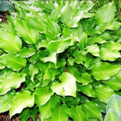 Хоста Rippled Honey (Рипплд Хани) М Хоста Rippled Honey (Рипплд Хани) М