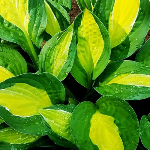 Хоста Gypsy Rose (Джипси Роуз) М Хоста Gypsy Rose (Джипси Роуз) М