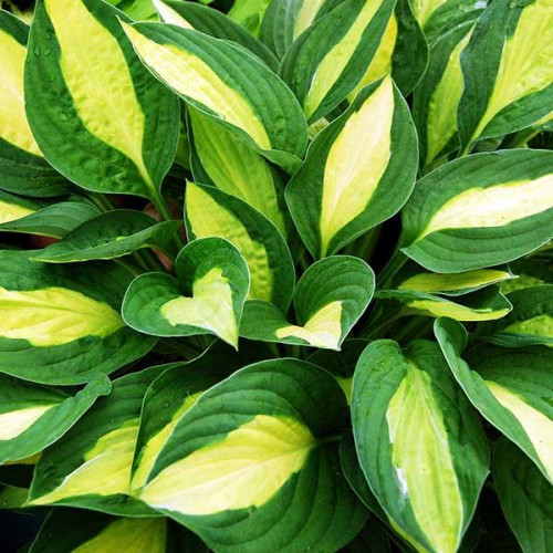 Хоста Gypsy Rose (Джипси Роуз) М Хоста Gypsy Rose (Джипси Роуз) М