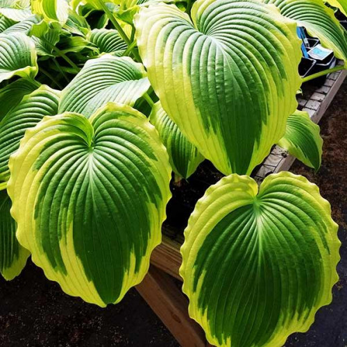 Хоста Bridal Falls (Бридал Фоллс) XL Хоста Bridal Falls (Бридал Фоллс) XL