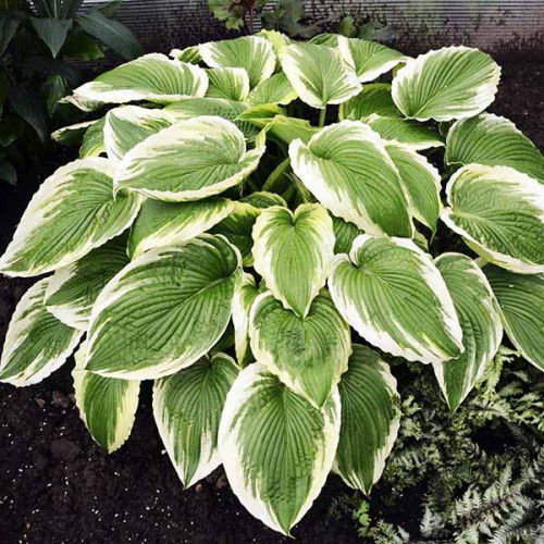 Хоста Bridal Falls (Бридал Фоллс) XL Хоста Bridal Falls (Бридал Фоллс) XL