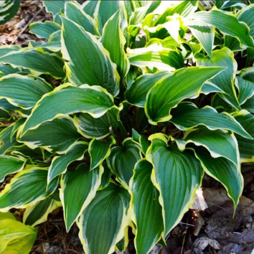 Хоста Lakeside Hoola Hoop (Лэйксайд Хула Хуп) М Хоста Lakeside Hoola Hoop (Лэйксайд Хула Хуп) М