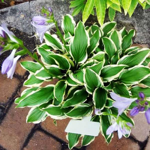 Хоста Lakeside Hoola Hoop (Лэйксайд Хула Хуп) М Хоста Lakeside Hoola Hoop (Лэйксайд Хула Хуп) М