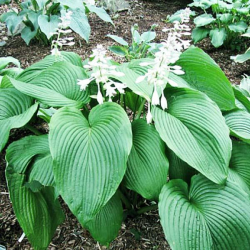 Хоста Behemoth (Бегемот) XL Хоста Behemoth (Бегемот) XL