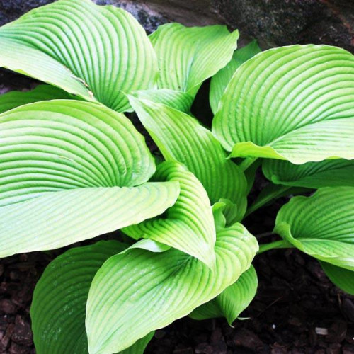 Хоста Behemoth (Бегемот) XL Хоста Behemoth (Бегемот) XL