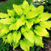 Хоста Dab a Green (Дэб э Грин) L Хоста Dab a Green (Дэб э Грин) L