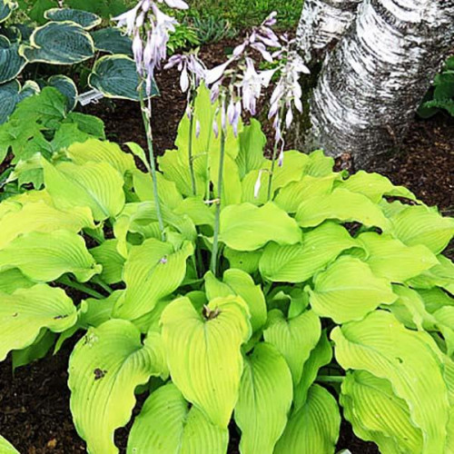Хоста Dab a Green (Дэб э Грин) L Хоста Dab a Green (Дэб э Грин) L