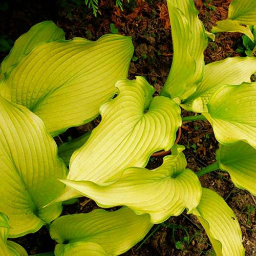 Хоста Dab a Green (Дэб э Грин) L Хоста Dab a Green (Дэб э Грин) L