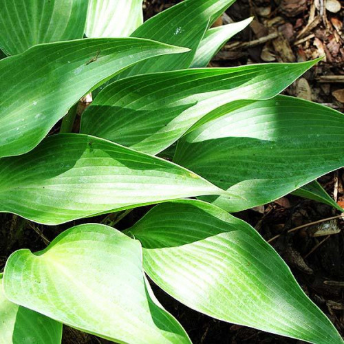 Хоста Blue Arrow (Блу Эрроу) М Хоста Blue Arrow (Блу Эрроу) М