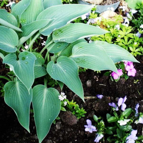 Хоста Blue Arrow (Блу Эрроу) М Хоста Blue Arrow (Блу Эрроу) М