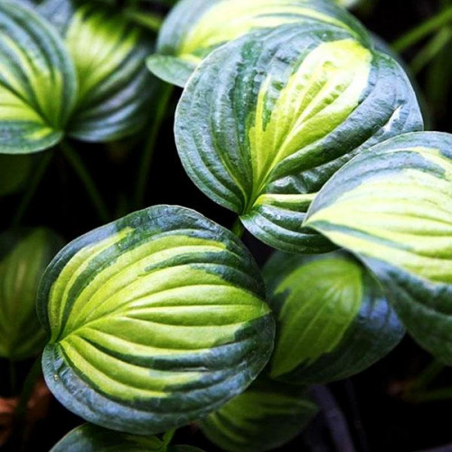 Хоста Adorable (Адорабл) М Хоста Adorable (Адорабл) М