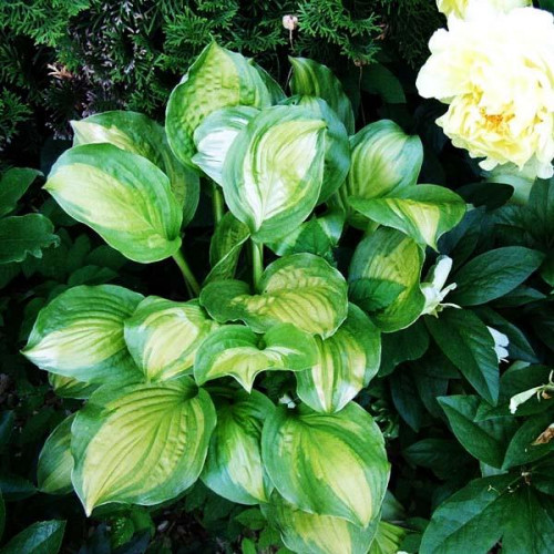 Хоста Adorable (Адорабл) М Хоста Adorable (Адорабл) М