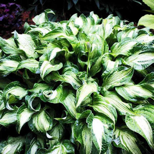 Хоста Allegan Fog (Аллеган Фог) М Хоста Allegan Fog (Аллеган Фог) М