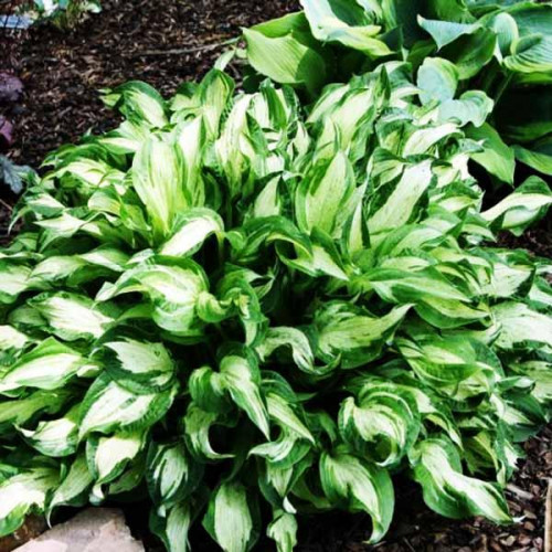 Хоста Allegan Fog (Аллеган Фог) М Хоста Allegan Fog (Аллеган Фог) М