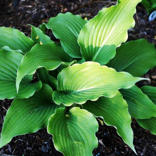 Хоста Childhood Fantasy (Чайлдхуд Фэнтэзи) М Хоста Childhood Fantasy (Чайлдхуд Фэнтэзи) М