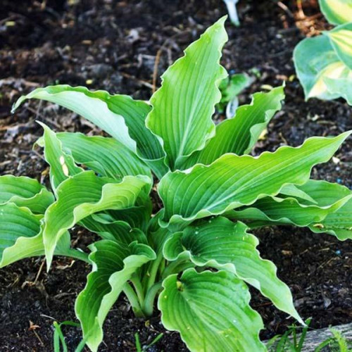 Хоста Childhood Fantasy (Чайлдхуд Фэнтэзи) М Хоста Childhood Fantasy (Чайлдхуд Фэнтэзи) М