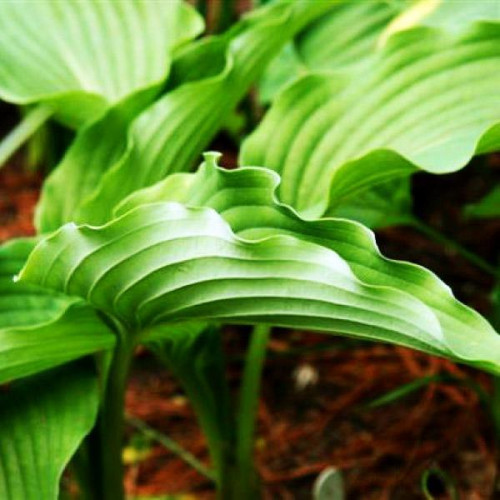 Хоста Childhood Fantasy (Чайлдхуд Фэнтэзи) М Хоста Childhood Fantasy (Чайлдхуд Фэнтэзи) М