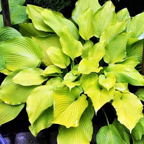 Хоста Daybreak (Дейбрейк) М Хоста Daybreak (Дейбрейк) М