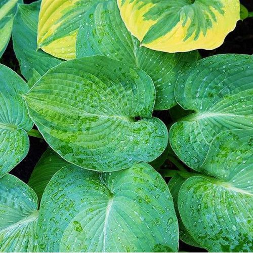 Хоста Robin Hood (Робин Худ) L Хоста Robin Hood (Робин Худ) L