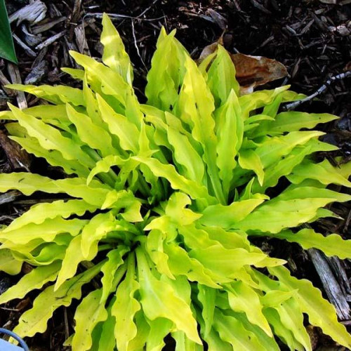 Хоста Dragon Tails (Дрэгон Тэйлс) S Хоста Dragon Tails (Дрэгон Тэйлс) S