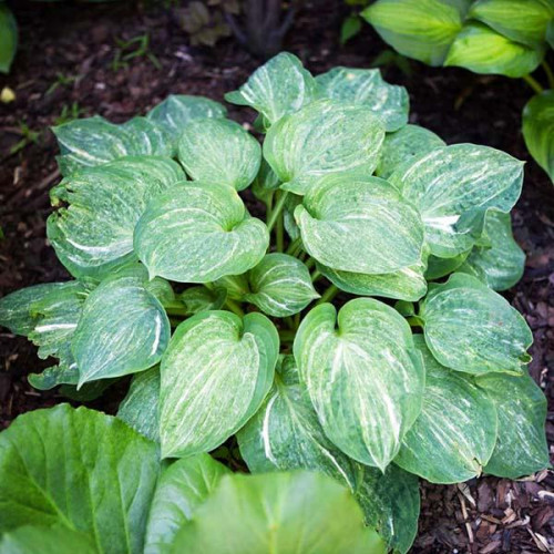 Хоста Split Milk (Сплит Милк) L Хоста Split Milk (Сплит Милк) L