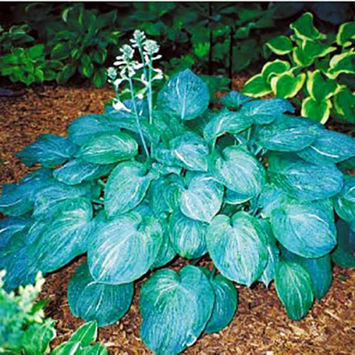 Хоста Split Milk (Сплит Милк) L Хоста Split Milk (Сплит Милк) L