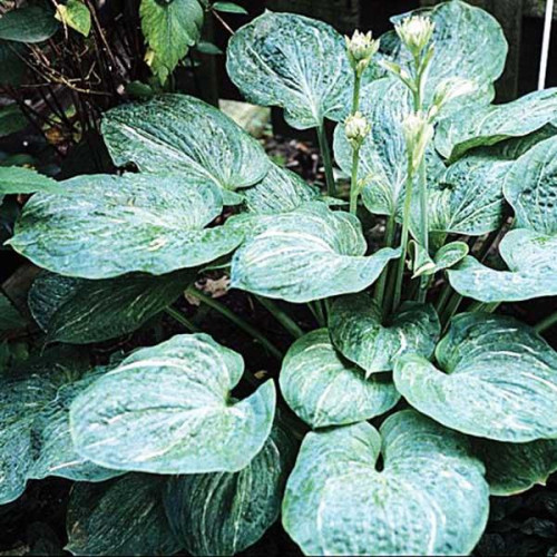 Хоста Split Milk (Сплит Милк) L Хоста Split Milk (Сплит Милк) L