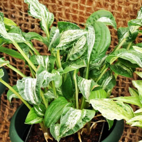 Хоста Alley Oop (Аллей Уп) S Хоста Alley Oop (Аллей Уп) S