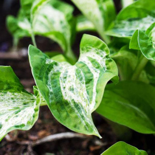 Хоста Alley Oop (Аллей Уп) S Хоста Alley Oop (Аллей Уп) S