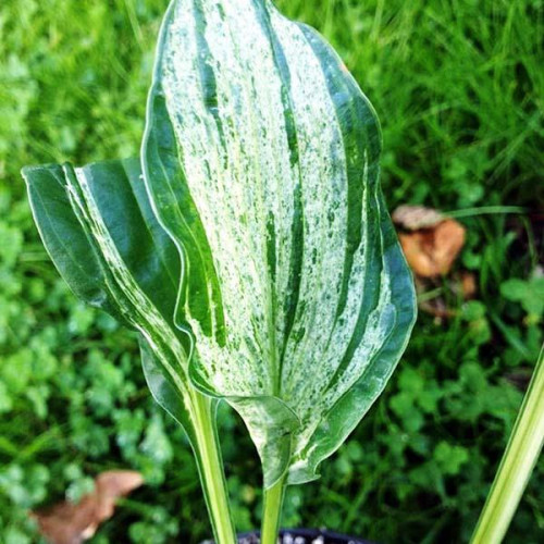 Хоста Alley Oop (Аллей Уп) S Хоста Alley Oop (Аллей Уп) S