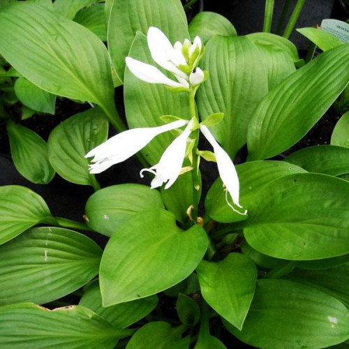 Хоста Royal Standard (Роял Стандарт) L Хоста Royal Standard (Роял Стандарт) L