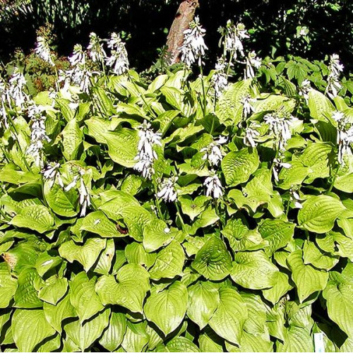 Хоста Royal Standard (Роял Стандарт) L Хоста Royal Standard (Роял Стандарт) L