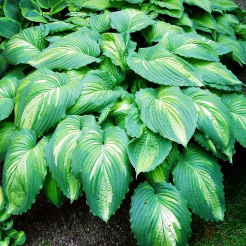 Хоста War Paint (Вар Пейнт) М Хоста War Paint (Вар Пейнт) М