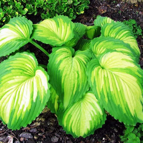 Хоста War Paint (Вар Пейнт) М Хоста War Paint (Вар Пейнт) М