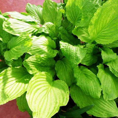 Хоста Honeybells (Ханейбелс) L Хоста Honeybells (Ханейбелс) L