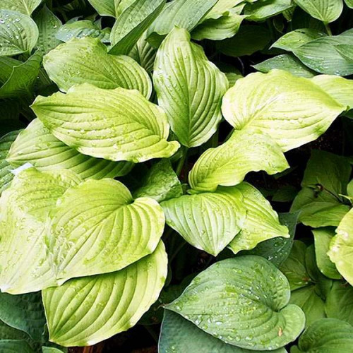 Хоста Honeybells (Ханейбелс) L Хоста Honeybells (Ханейбелс) L