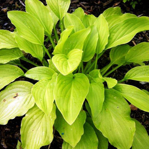 Хоста Honeybells (Ханейбелс) L Хоста Honeybells (Ханейбелс) L