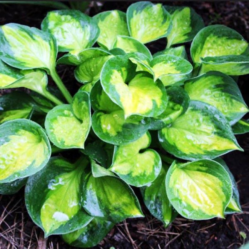 Хоста Sunset Grooves (Сансет Грувес) М Хоста Sunset Grooves (Сансет Грувес) М