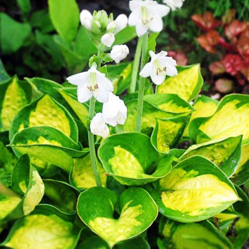 Хоста Sunset Grooves (Сансет Грувес) М Хоста Sunset Grooves (Сансет Грувес) М