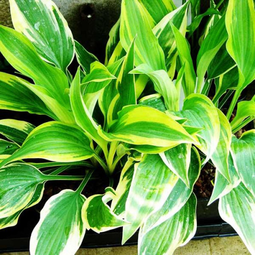 Хоста Bobcat (Бобкэт) М Хоста Bobcat (Бобкэт) М