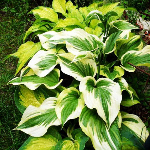 Хоста Silk Road (Силк Роад) L Хоста Silk Road (Силк Роад) L